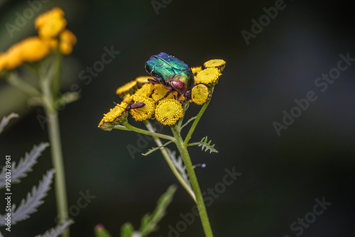 grüner Käfer auf gelber Blüte