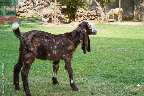 A brown Kamori goat cub stands sideways. A close-up of a young animal from a dairy and beef farm standing on the green grass of a backyard lawn. The goatling is a Pakistani breed with long ears.