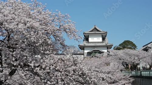 満開の桜に包まれる金沢城・石川門と春の青空
AdobeStock-4K