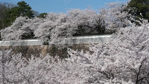 満開の桜に包まれる金沢城公園
AdobeStock-4K