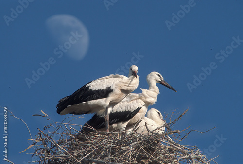 Bilde på lerret white stork in the nest Sardinia, Italy