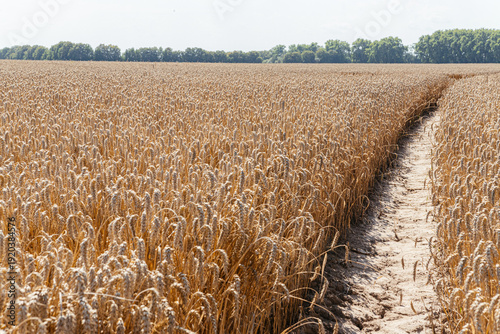 Narrow dirt path leading through ripe wheat field to horizon
