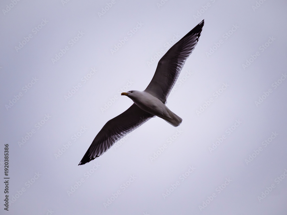 Fototapeta premium seagull in flight