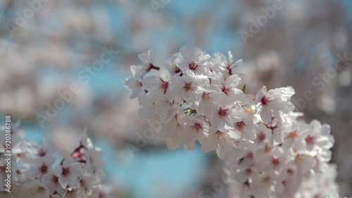 そよ風に揺れる桜の花　春のやさしいクローズアップ
AdobeStock-4K