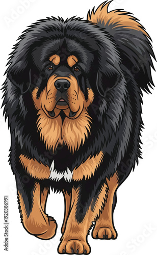Tibetan Mastiff dog walking forward attentive movement 
