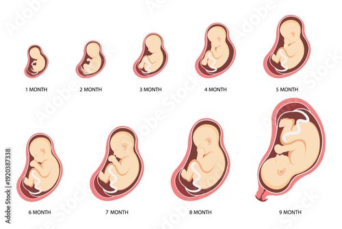 Stages of Human Embryonic Development and Pregnancy Timeline Medical Anatomy