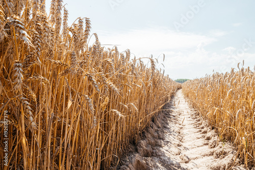 Narrow dirt path leading through ripe wheat field to horizon
