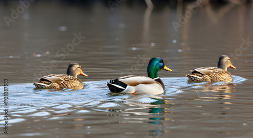 Three mallard ducks swimming peacefully in calm reflective water