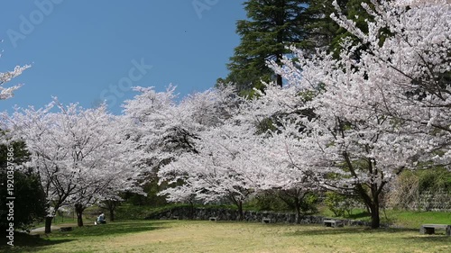 卯辰山ふれあい広場に咲き誇る満開の桜並木
AdobeStock-4K