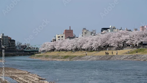 犀川沿いに咲き誇る桜並木と春の金沢風景
AdobeStock-4K