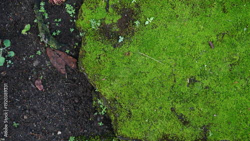 Close-up of vibrant moss spreading across dark soil