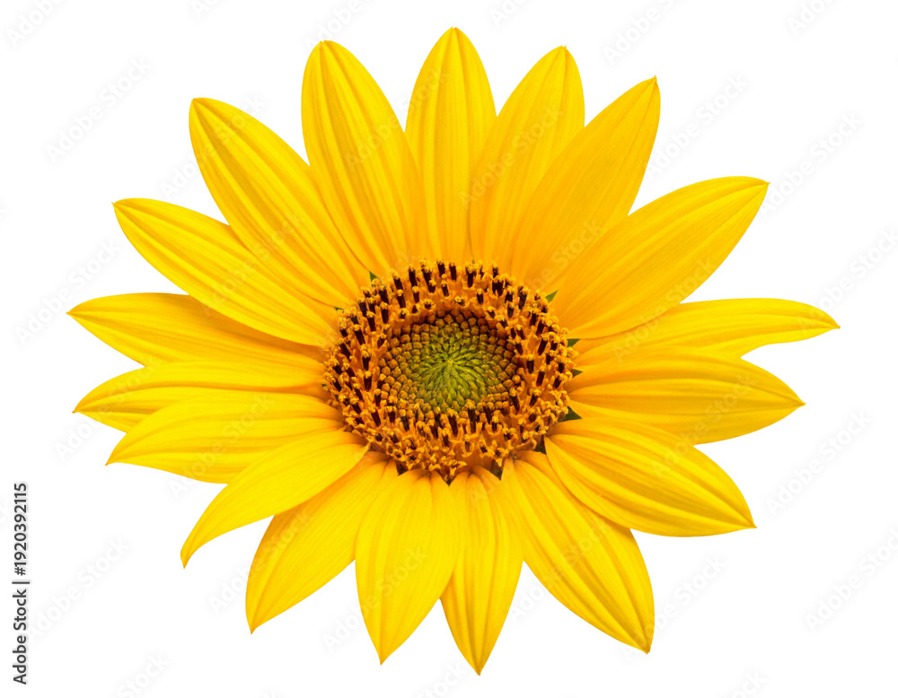 Fototapeta premium Firefly_Blue human eye ball isolated on transparent background - Firefly_Russian sunflower isolated on transparent background