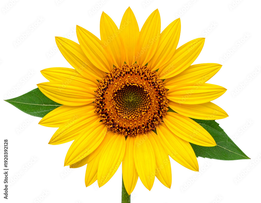 Fototapeta premium Firefly_Blue human eye ball isolated on transparent background - Firefly_Russian sunflower isolated on transparent background 