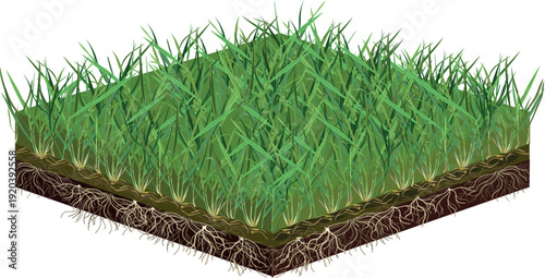 Scheme of a cross section of a lawn. Grass blades, thatch layer and root zone. Lawn isolated on white background