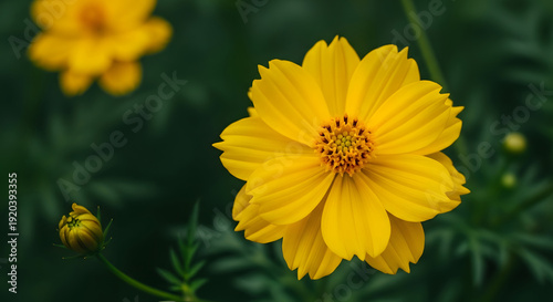 Close up of vibrant yellow cosmos flowers against a dark green backdrop