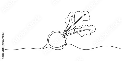 A single continuous line drawing of a beet or radish on a white background Vector, illustration, Radish Line Drawing, Continuous one line drawing of beet root. One line drawing illustration of growing