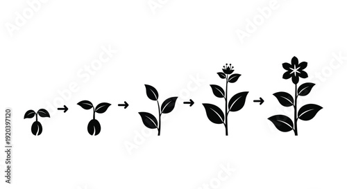 Plant life cycle progression illustrated in a striking black silhouette