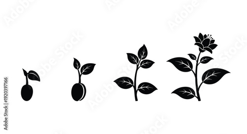 Rose growth stages depicted in a striking black silhouette