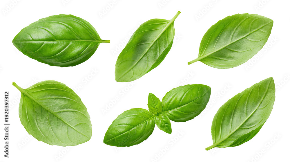 Fototapeta premium Fresh green basil leaves arranged in various positions on a white background for culinary use product shot isolated