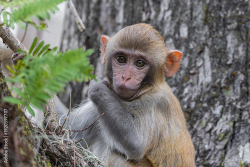 Bild auf Leinwand A baby rhesus macaque monkey (Macaca mulatta) sitting on a log in Silver Springs