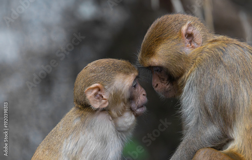 Quadro su tela A mother rhesus macaque monkey (Macaca mulatta) shares an intimate moment with h