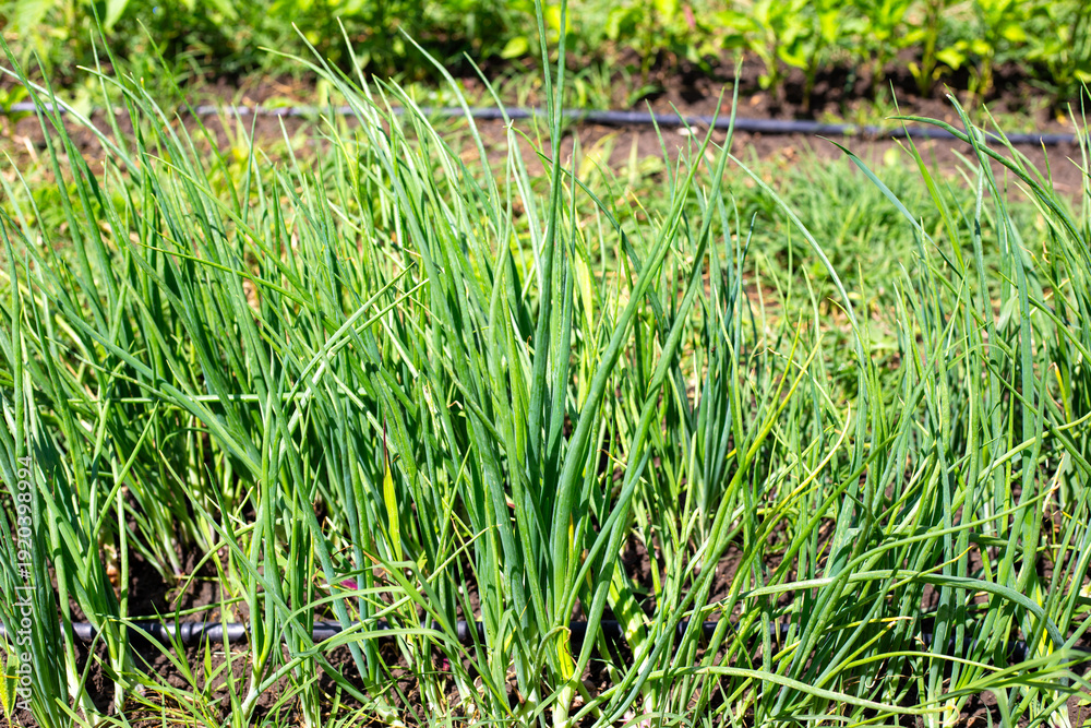 Obraz premium Fresh green onions grow in a garden bed under the sun. vegetable farming, organic gardening, home harvest