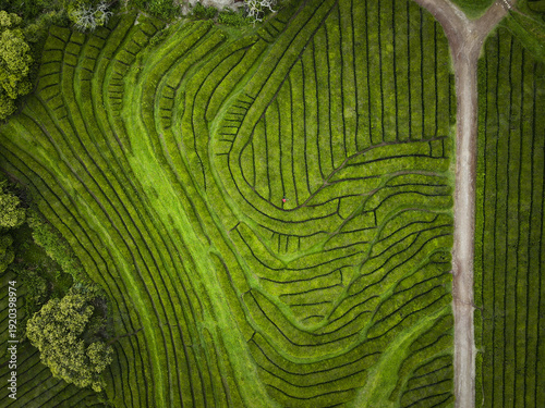 Aerial view of vibrant green tea plantations, a tapestry of neatly arranged rows intersected by a pale path, creating a striking contrast of color and texture, Maia, Acores, Portugal.