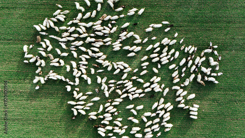 Aerial view of a flock of sheep scattered across the verdant grass, creating a striking contrast of white against green, Sremska Mitrovica, Vojvodina, Serbia.