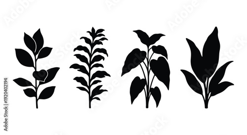 Four botanical plant shapes depicted in a striking black silhouette