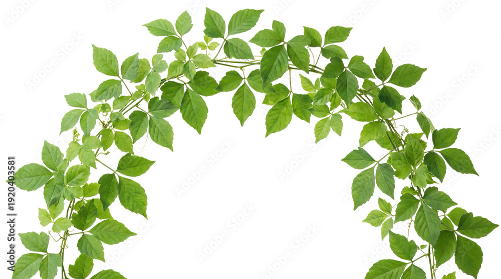 Fototapeta premium Green leaves arranged in an arch shape creating a natural frame against a bright background on white and transparent