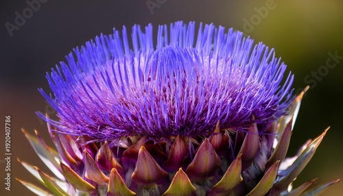 detailed view of a violet cardoon bloom scientifically known as cynara cardunculus commonly referred to as artichoke thistle and indigenous to the mediterranean area