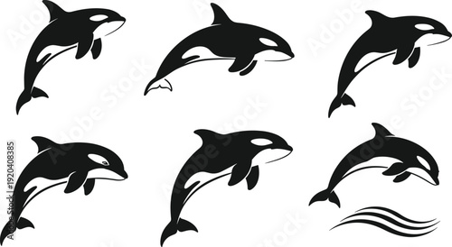Set of Black and White Orca Killer Whale Silhouettes Jumping and Swimming, Marine Wildlife Vector Illustration for Ocean, Nautical, and Sea Life Design Projects