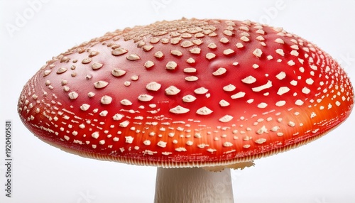 red capped fly agaric mushroom with noticeable white spots isolated on white background