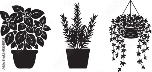 Potted basil plant, rosemary herb and hanging ivy plant in pots