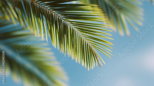 Close-up of green palm fronds against a clear blue tropical sky in Miami
