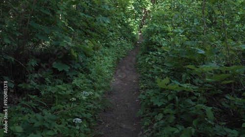 Wallpaper Mural A narrow dirt trail winds forward through an overgrown summer forest. Thick green vegetation, leafy undergrowth, and filtered shade create an immersive woodland corridor as the camera follows the path Torontodigital.ca