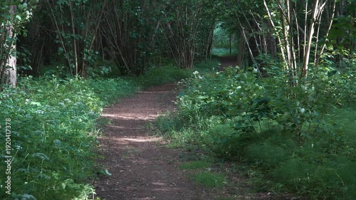 Wallpaper Mural Narrow dirt path winds through dense green forest with sunlight filtering softly through tall trees and a grove of slender wild hazel trunks. Peaceful natural woodland trail scene.  Torontodigital.ca
