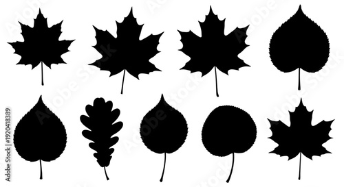 Collection of Black Leaf Silhouettes - Maple, Oak, and Aspen Leaves