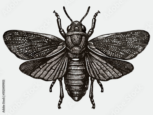 Detailed engraving of a grasshopper with outstretched wings displayed centrally