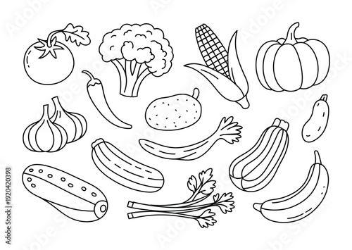 Vector illustration of various vegetables arranged in a neat layout