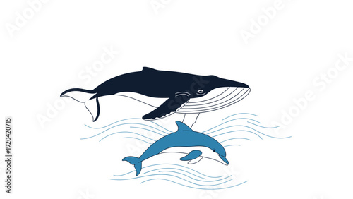 Whale and dolphin swimming together in the ocean waves for marine life and sea creature themed educational materials.