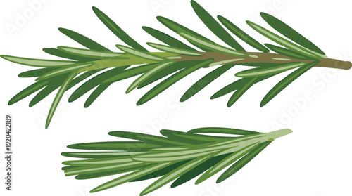 Fresh Rosemary Sprigs Isolated on Transparent Background Herbal Cooking Concept