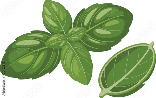 Fresh Basil Leaves Isolated on Transparent Background Aromatic Herb Concept