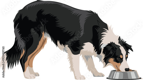 Border Collie Eating from Metal Dog Bowl Isolated on Transparent Background Pet Nutrition Concept