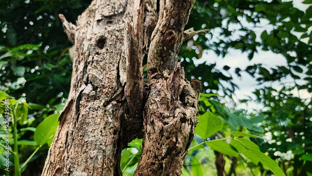 Obraz premium a decayed tree trunk