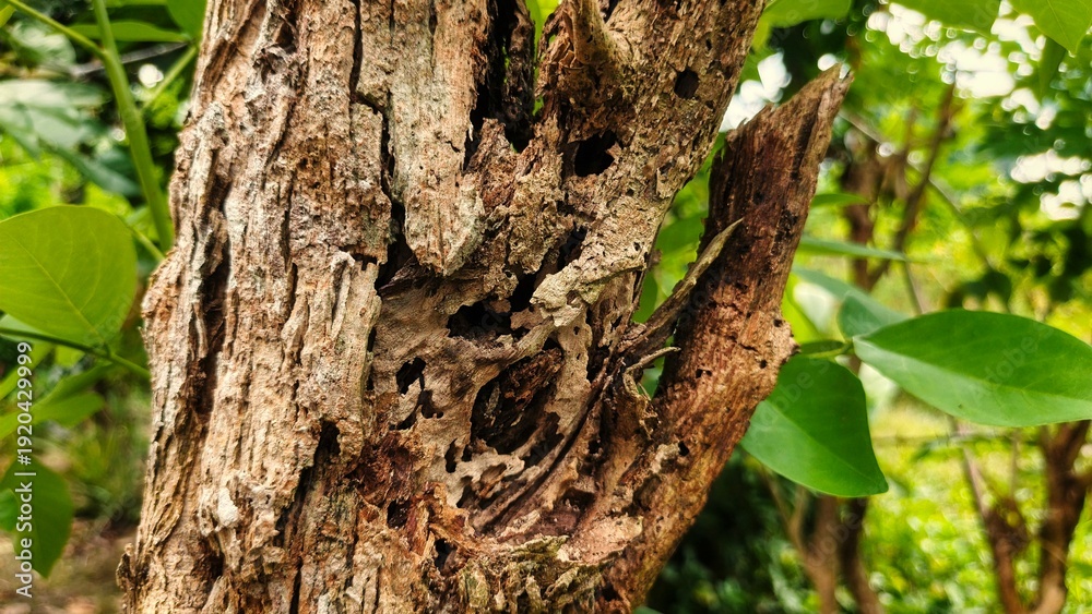 Obraz premium a decayed tree trunk