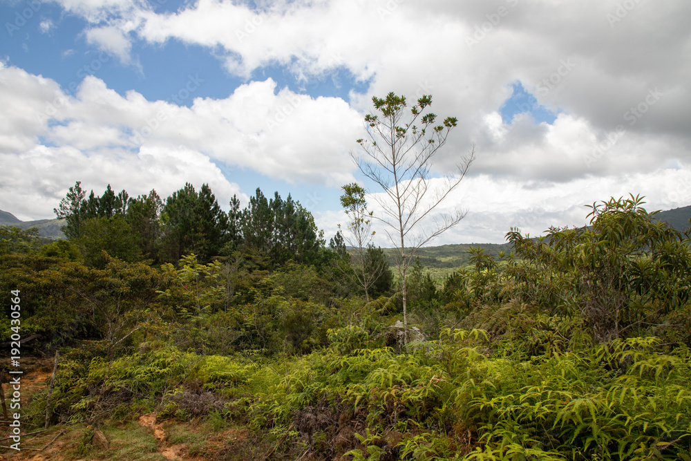 Fototapeta premium forest and sky