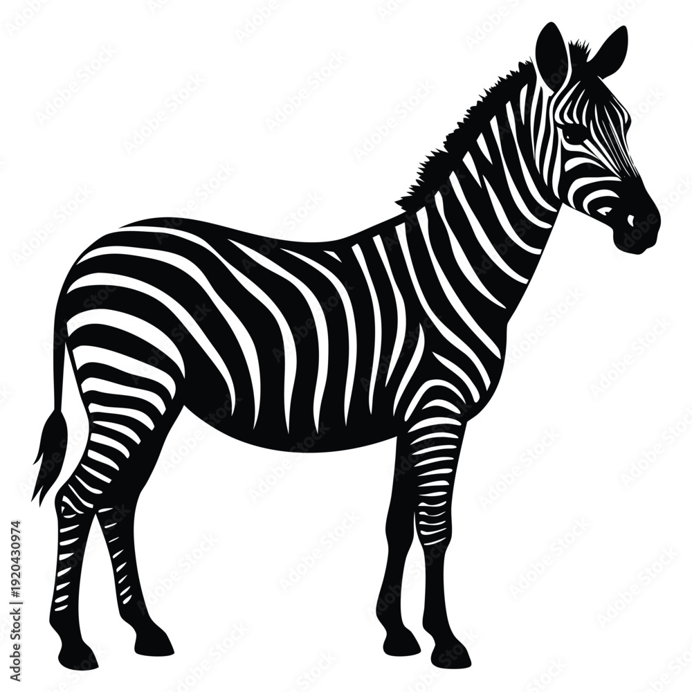 Fototapeta premium zibbra vector