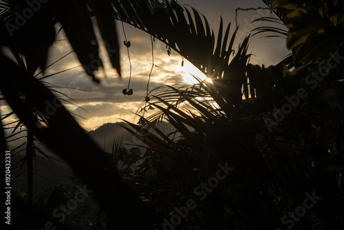 palm tree silhouette
