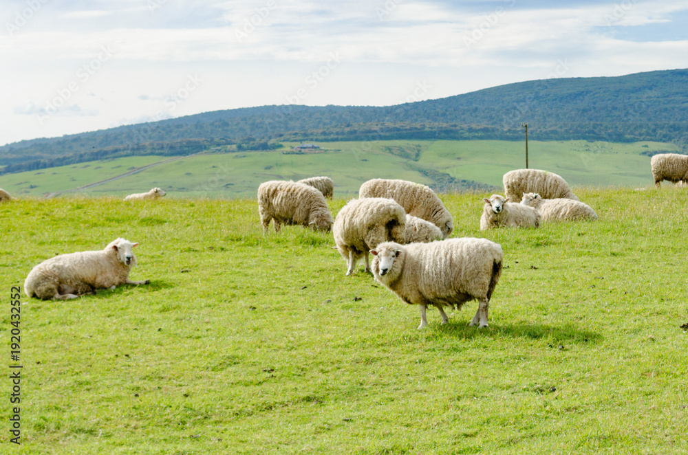 Obraz premium Rural landscape in Southland, New Zealand, featuring a flock of sheep grazing on lush green grass.